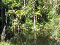 Albums/20060200-New Zealand 2006/20060205-Greymouth_Punakaiki/34